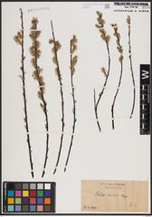 Foto von Salix candida Flüggé ex Willd.
